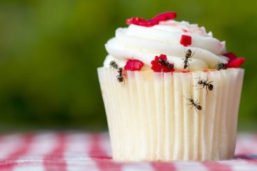 Ant Control