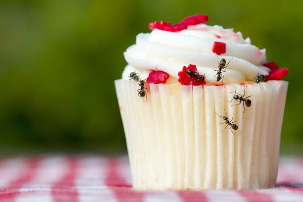 Ant Control