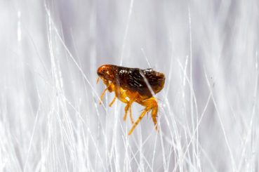 Fleas Control