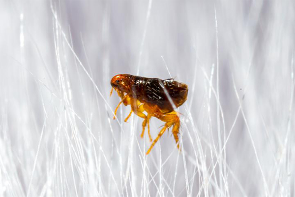 Fleas Control