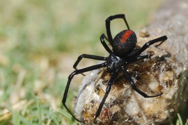 Spider Control