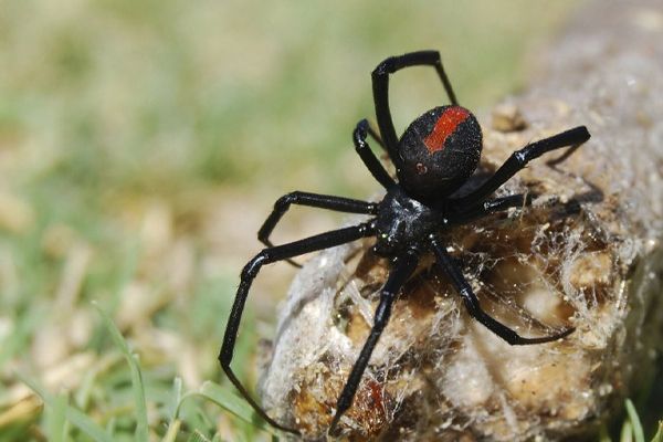 Spider Control