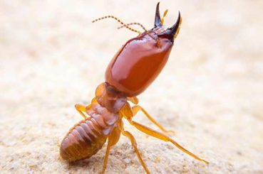 Termite Control