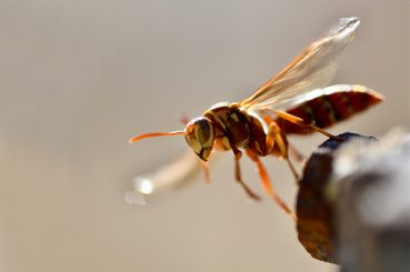 Wasp Removal