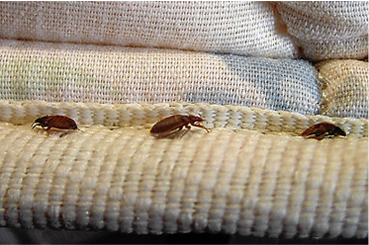 Bed Bugs Control