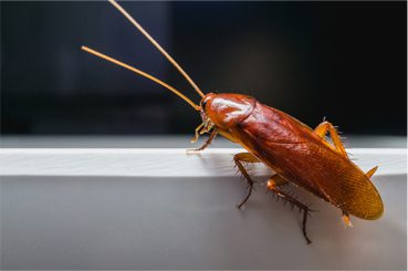 Cockroach Control